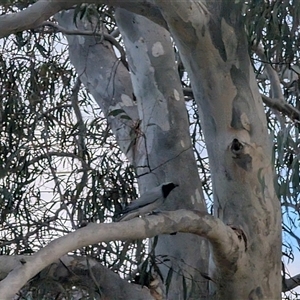 Coracina novaehollandiae at Evatt, ACT - 6 Oct 2024