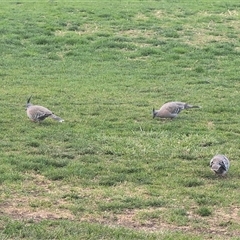 Ocyphaps lophotes (Crested Pigeon) at Melba, ACT - 6 Oct 2024 by Coran