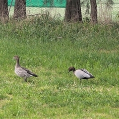 Chenonetta jubata (Australian Wood Duck) at Melba, ACT - 6 Oct 2024 by Coran