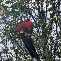 Alisterus scapularis (Australian King-Parrot) at Melba, ACT - 6 Oct 2024 by Coran