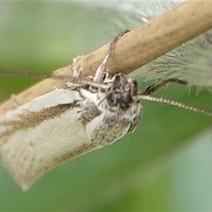 Palimmeces pseudomorpha at Hall, ACT - 6 Oct 2024 11:12 AM