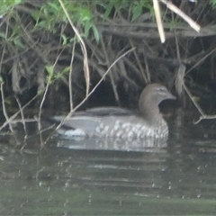 Chenonetta jubata (Australian Wood Duck) at Oaks Estate, ACT - 5 Oct 2024 by Paul4K