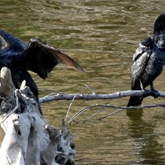 Phalacrocorax sulcirostris at Oaks Estate, ACT - 5 Oct 2024 04:06 PM