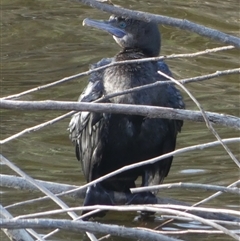 Phalacrocorax sulcirostris at Oaks Estate, ACT - 5 Oct 2024 04:06 PM