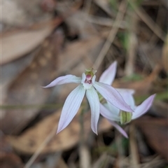 Caladenia carnea (Pink Fingers) at Kaleen, ACT - 5 Oct 2024 by RobynHall