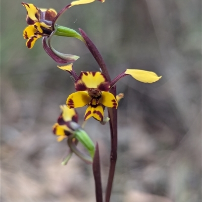 Diuris pardina (Leopard Doubletail) at Kaleen, ACT - 5 Oct 2024 by RobynHall