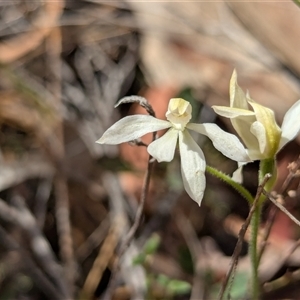 Caladenia carnea at Kaleen, ACT - suppressed