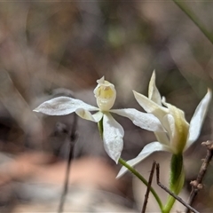 Caladenia carnea at Kaleen, ACT - suppressed