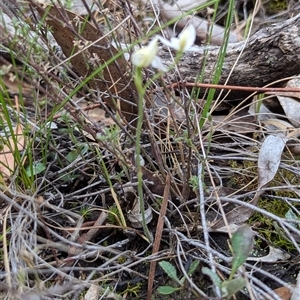 Caladenia carnea at Kaleen, ACT - suppressed