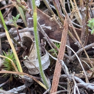 Caladenia carnea at Kaleen, ACT - suppressed