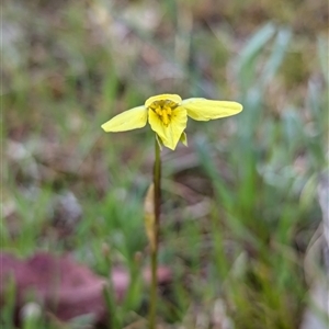 Diuris chryseopsis at Kaleen, ACT - suppressed