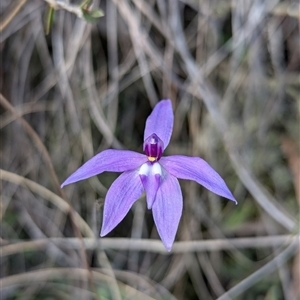 Glossodia major at Aranda, ACT - 5 Oct 2024