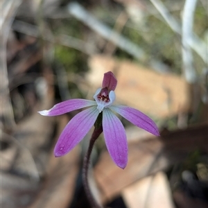 Caladenia fuscata at Aranda, ACT - suppressed