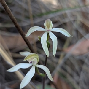 Caladenia ustulata at Aranda, ACT - suppressed