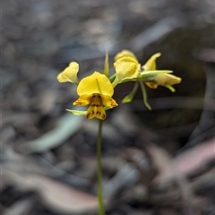 Diuris nigromontana (Black Mountain Leopard Orchid) at Aranda, ACT - 5 Oct 2024 by RobynHall