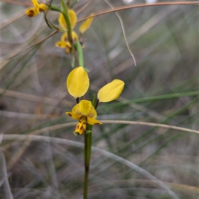 Diuris nigromontana (Black Mountain Leopard Orchid) at Bruce, ACT - 5 Oct 2024 by RobynHall