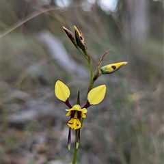 Diuris sulphurea (Tiger Orchid) at Bungonia, NSW - 6 Oct 2024 by RobynHall