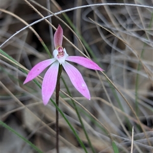 Caladenia fuscata at Bungonia, NSW - 6 Oct 2024