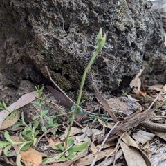 Oligochaetochilus calceolus (Bungonia Rustyhood) at Bungonia, NSW - 6 Oct 2024 by RobynHall