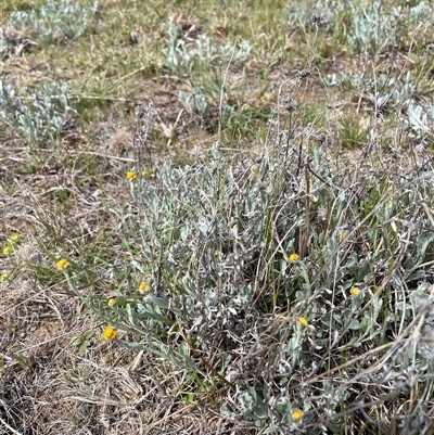 Chrysocephalum apiculatum (Common Everlasting) at Tharwa, ACT - 6 Oct 2024 by nathkay