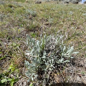 Chrysocephalum apiculatum at Tharwa, ACT - 6 Oct 2024 02:37 PM