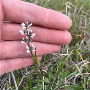 Wurmbea dioica subsp. dioica at Tharwa, ACT - 6 Oct 2024