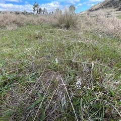 Wurmbea dioica subsp. dioica at Tharwa, ACT - 6 Oct 2024 02:33 PM