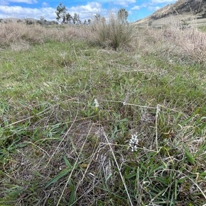 Wurmbea dioica subsp. dioica at Tharwa, ACT - 6 Oct 2024