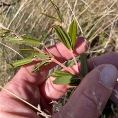 Podolobium alpestre (Shaggy Alpine Pea) at Cotter River, ACT - 1 Oct 2024 by nathkay