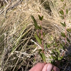 Podolobium alpestre at Cotter River, ACT - 1 Oct 2024