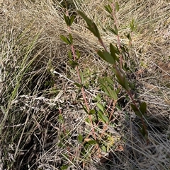 Podolobium alpestre at Cotter River, ACT - 1 Oct 2024