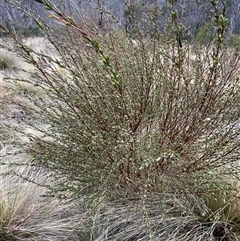 Pimelea pauciflora (Poison Rice Flower) at Cotter River, ACT - 2 Oct 2024 by nathkay