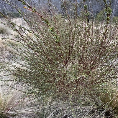 Pimelea pauciflora (Poison Rice Flower) at Cotter River, ACT - 1 Oct 2024 by nathkay