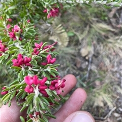 Grevillea lanigera (Woolly Grevillea) at Cotter River, ACT - 1 Oct 2024 by nathkay