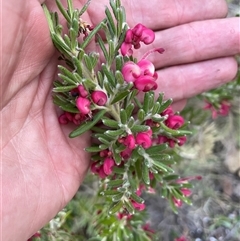 Grevillea lanigera at Cotter River, ACT - 1 Oct 2024 04:03 PM