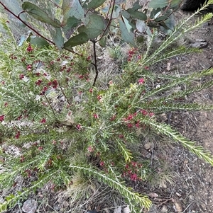 Grevillea lanigera at Cotter River, ACT - 1 Oct 2024 04:03 PM