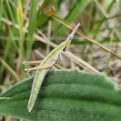 Keyacris scurra (Key's Matchstick Grasshopper) at Bungendore, NSW - 6 Oct 2024 by clarehoneydove