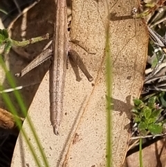 Keyacris scurra at Bungendore, NSW - 6 Oct 2024 03:12 PM