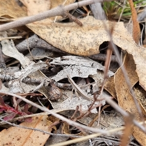 Keyacris scurra at Bungendore, NSW - 6 Oct 2024 03:12 PM