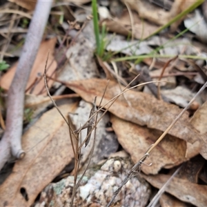 Keyacris scurra at Bungendore, NSW - 6 Oct 2024 03:12 PM