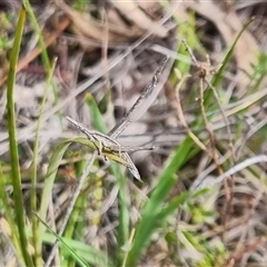 Keyacris scurra at Bungendore, NSW - 6 Oct 2024 03:12 PM