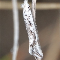 Dascia sagittifera (A Stem Borer moth (Lyonetiidae)) at Hall, ACT - 5 Oct 2024 by Anna123