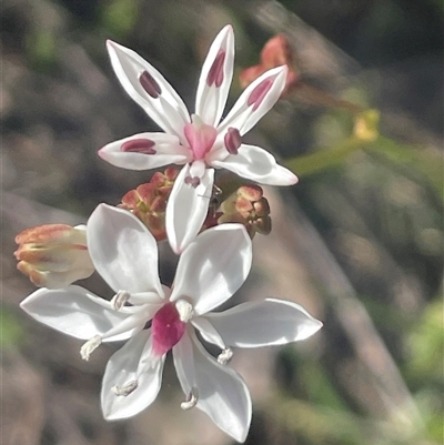 Burchardia umbellata (Milkmaids) at Termeil, NSW - 6 Oct 2024 by Clarel