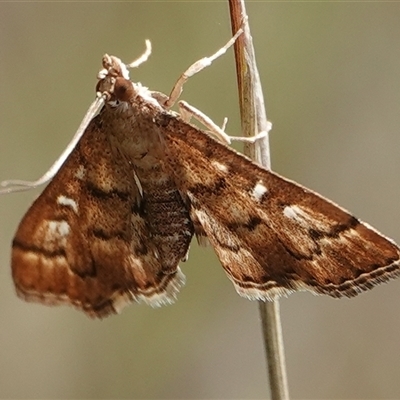 Nacoleia rhoeoalis (Spilomelinae) at Hall, ACT - 5 Oct 2024 by Anna123