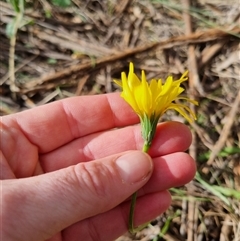 Microseris walteri (Yam Daisy, Murnong) at Bungendore, NSW - 6 Oct 2024 by clarehoneydove