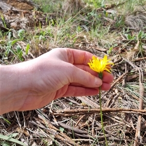 Microseris walteri at Bungendore, NSW - suppressed