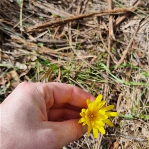 Microseris walteri at Bungendore, NSW - suppressed