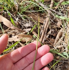 Microseris walteri at Bungendore, NSW - suppressed