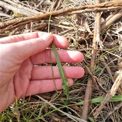 Microseris walteri at Bungendore, NSW - 6 Oct 2024