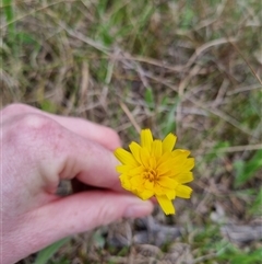 Microseris walteri (Yam Daisy, Murnong) at Bungendore, NSW - 6 Oct 2024 by clarehoneydove